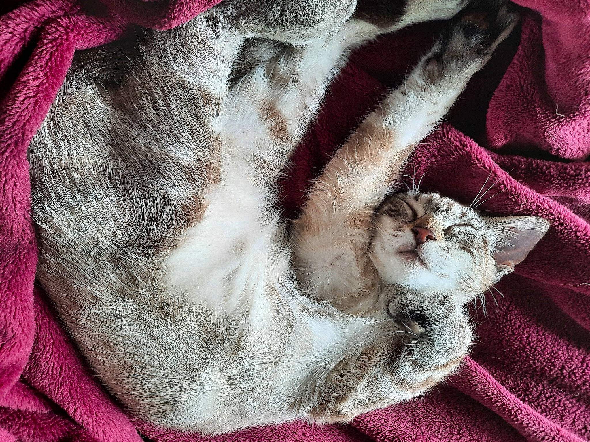 Sanji participe au concours pour gagner de l'argent avec cette photo : bed_sheet, blanket, carnivore, cat, cat_supply, comfort, domestic_short_haired_cat, fawn, felidae, fur, grey, linens, magenta, nap, pattern, paw, small_to_medium_sized_cats, whiskers, window, woven_fabric