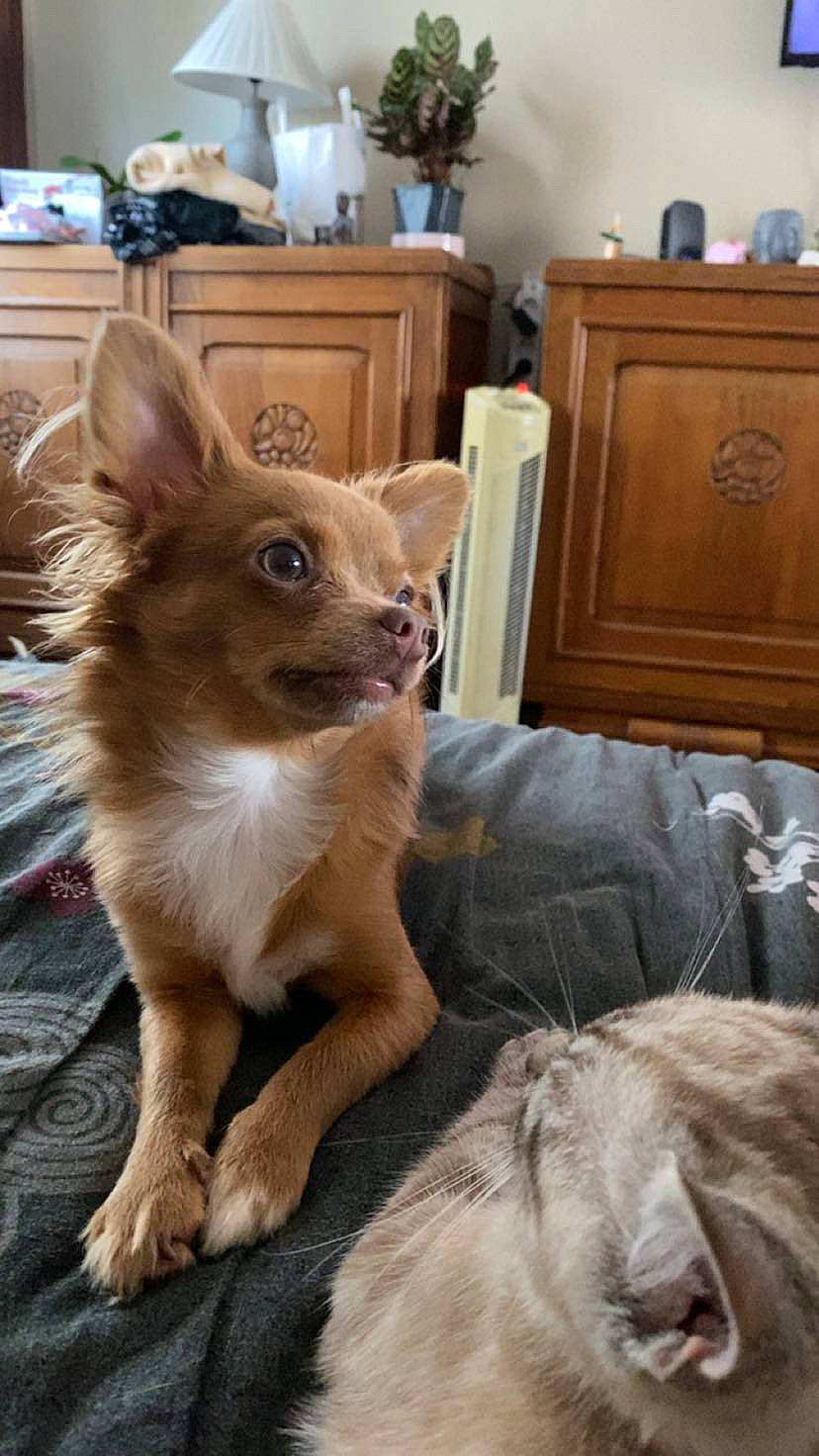 Guizmo a rejoint le concours — aidez-le/la à gagner de superbes lots ! cabinetry, canidae, carnivore, chair, companion_dog, dog, dog_breed, drawer, fawn, felidae, fur, hardwood, houseplant, snout, tail, toy_dog, whiskers, wildlife, wood, working_animal