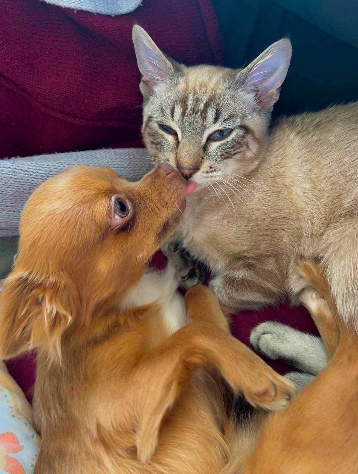 Guizmo a rejoint le concours — aidez-le/la à gagner de superbes lots ! carnivore, cat, claw, comfort, companion_dog, dog, dog_breed, domestic_short_haired_cat, ear, fawn, felidae, fur, liver, paw, small_to_medium_sized_cats, snout, tail, terrestrial_animal, whiskers, wildlife