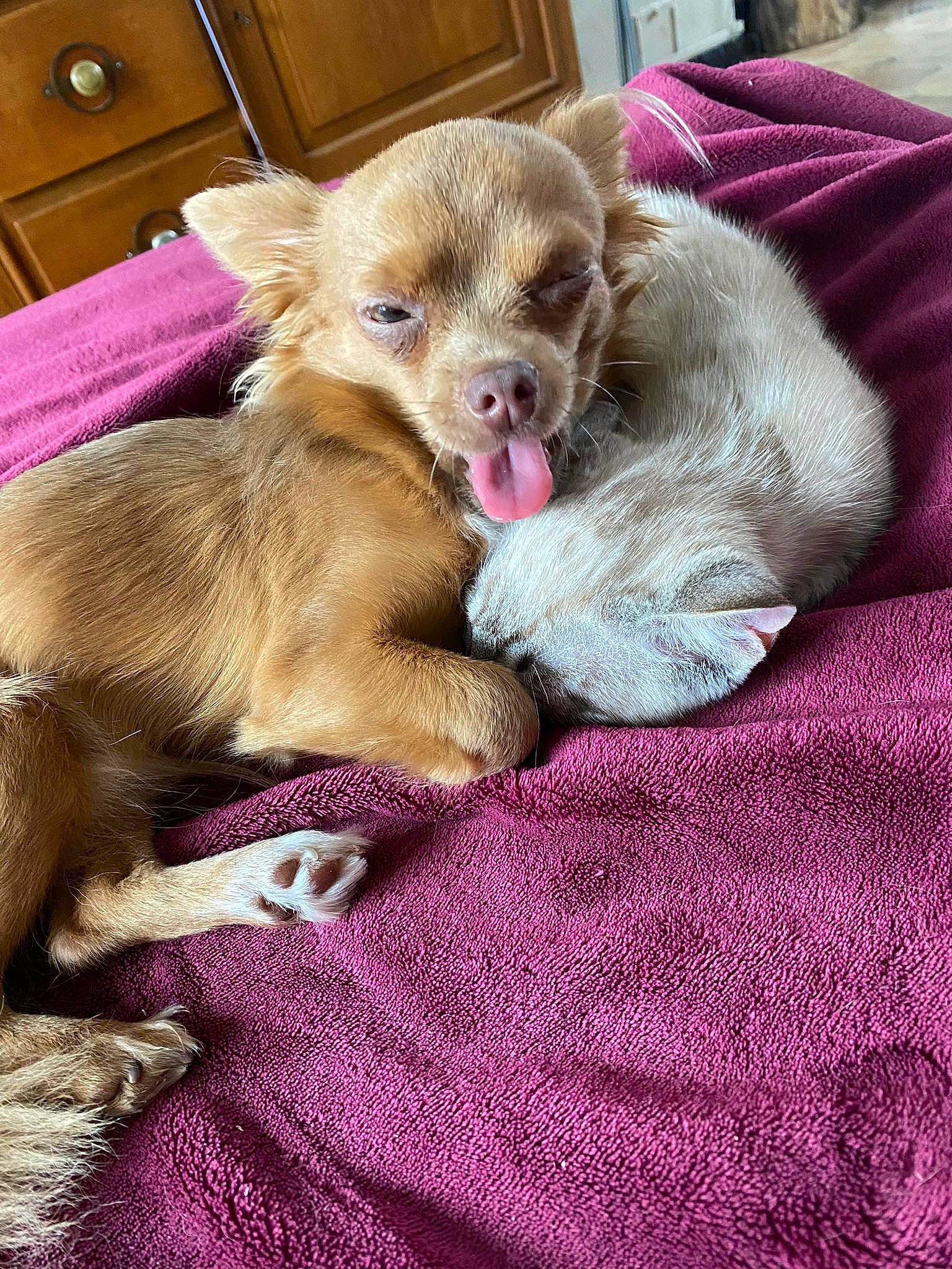 Guizmo a rejoint le concours — aidez-le/la à gagner de superbes lots ! cabinetry, canidae, carnivore, chest, comfort, companion_dog, dog, dog_breed, dog_supply, drawer, fawn, fur, linens, liver, magenta, paw, sporting_group, toy_dog, whiskers, working_animal