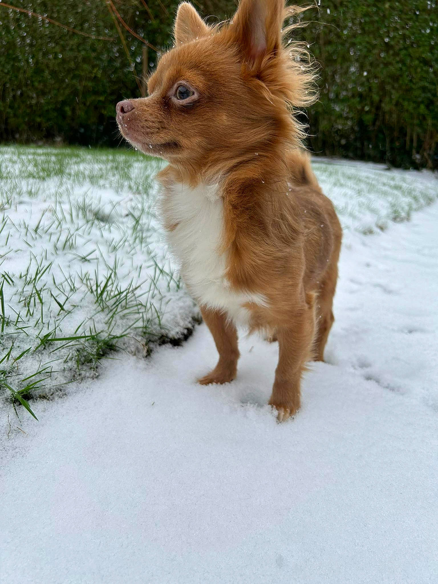 Guizmo participe au concours pour gagner de l'argent avec cette photo : canidae, carnivore, companion_dog, dog, dog_breed, fawn, fox, fur, grass, liver, plant, snout, snow, sporting_group, tail, terrestrial_animal, tree, whiskers, winter, wood