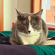 Bean joined the competition — help win amazing prizes! cat, gray_cat, white_cat, sleeping_cat, indoor, quilt, window, natural_light, pet, feline, cozy, relaxed, fur, animal, resting, domestic_cat, cute, whiskers, ears, home