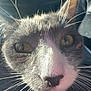 Bean is registered to the contest to win money with this photo: cat, close_up, whiskers, fur, nose, eyes, sunlight, car_interior, blue_sky, outdoor, pet, animal, portrait, curious, face, texture, daylight, nature, domestic_cat, feline