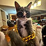 Bean is registered to the contest to win money with this photo: accessory, cat, chain, chilling, cool, cute, decor, ears, feline, furniture, gray_and_white, home, indoor, lamp, living_room, paws, pet, relaxed, sunglasses, whiskers