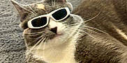 Bean joined the competition — help win amazing prizes! cat, sunglasses, gray_cat, white_fur, pet, lying_down, whiskers, indoor, relaxed, cute, animal, feline, close_up, soft_texture, fur, portrait, cozy, sleepy, domestic_cat, accessory