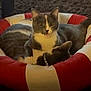 Bean joined the competition — help win amazing prizes! animal, bed, cat, cats, close_up, collar, companion, cozy, cute, domestic_animal, feline, fur, gray_cat, indoor, pet_bed, pets, relaxing, resting, two_animals, white_cat