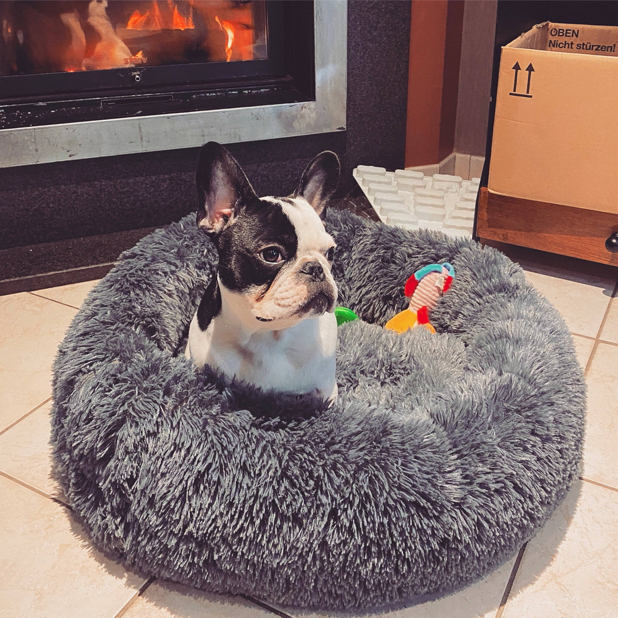 Lewis a rejoint le concours — aidez-le/la à gagner de superbes lots ! box, cabinetry, canidae, cardboard, carnivore, companion_dog, dog, dog_bed, dog_breed, dog_supply, fire_screen, fur, grey, hearth, heat, pet_supply, shipping_box, snout, vertebrate, wood_burning_stove