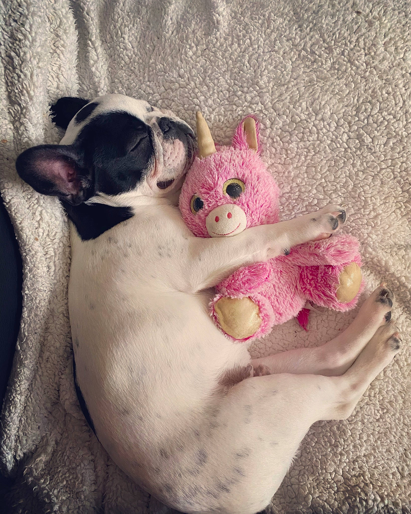 Lewis a rejoint le concours — aidez-le/la à gagner de superbes lots ! canidae, carnivore, companion_dog, dog_breed, fawn, non_sporting_group, paw, pink, snout, toy_dog, whiskers, working_animal