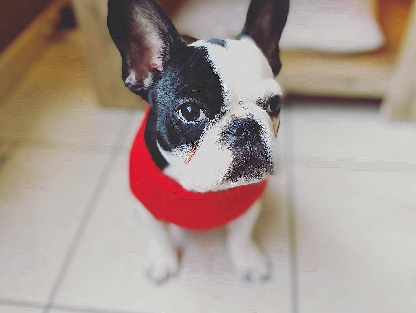 Lewis a rejoint le concours — aidez-le/la à gagner de superbes lots ! boston_terrier, canidae, carnivore, collar, dog, dog_breed, fawn, floor, flooring, french_bulldog, mammal, neck, non_sporting_group, organ, skin, snout, terrestrial_animal, toy_dog, vertebrate, working_animal