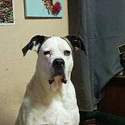 Mocka participe au concours pour gagner de l'argent avec cette photo : dog, white_dog, indoor, wall, painting, window, curtain, furniture, pet, animal, ear, portrait, sitting, floor, home, relaxed, canine, black_ear, expression, room