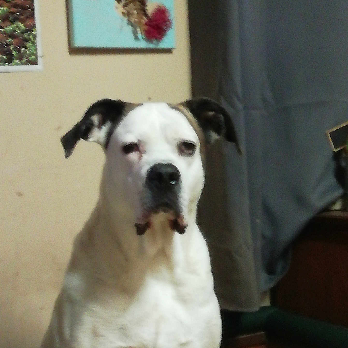 Mocka participe au concours pour gagner de l'argent avec cette photo : animal, black_ear, canine, curtain, dog, ear, expression, floor, furniture, home, indoor, painting, pet, portrait, relaxed, room, sitting, wall, white_dog, window