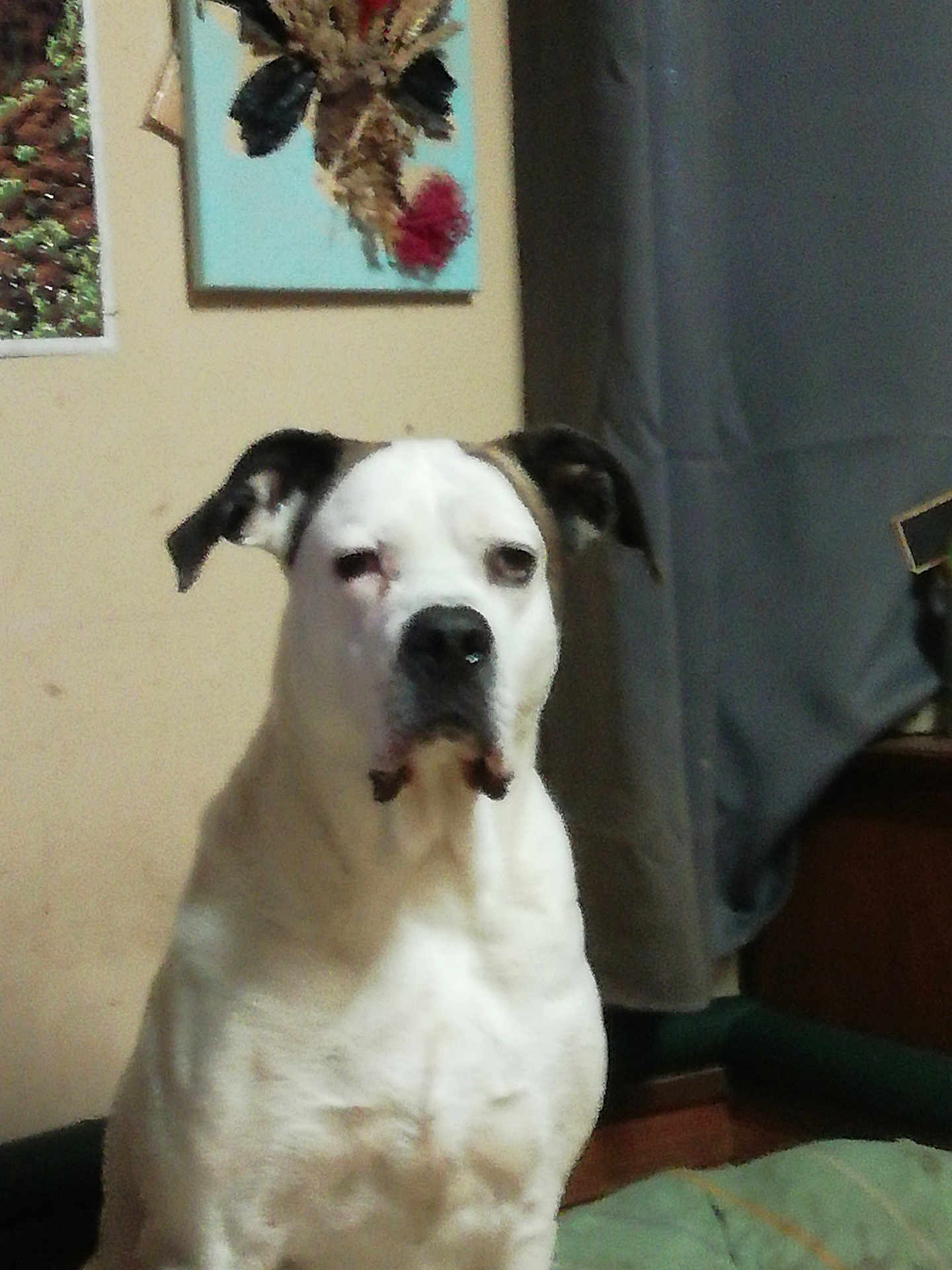 Mocka participe au concours pour gagner de l'argent avec cette photo : dog, white_dog, indoor, wall, painting, window, curtain, furniture, pet, animal, ear, portrait, sitting, floor, home, relaxed, canine, black_ear, expression, room