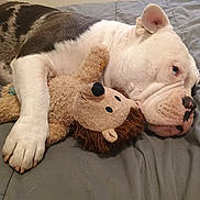 Storm joined the competition — help win amazing prizes! bulldog, dog, plush_toy, stuffed_animal, bed, blanket, resting, indoor, pet, animal, cute, snuggle, fur, face, paw, toy, sleepy, companion, cozy, relaxation