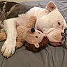 bulldog, dog, plush_toy, stuffed_animal, bed, blanket, resting, indoor, pet, animal, cute, snuggle, fur, face, paw, toy, sleepy, companion, cozy, relaxation