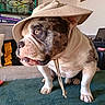Storm is registered to the contest to win money with this photo: bulldog, dog, pet, hat, bucket_hat, indoor, home, couch, blanket, curious, animal, portrait, furniture, painting, decor, seated, closeup, canine, companion, domestic