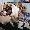 Storm is registered to the contest to win money with this photo: dog, bulldog, indoor, motion, tongue_out, pet, animal, canine, blur, house, furniture, floor, ears, white, brown, black, spot, playful, companion, cute