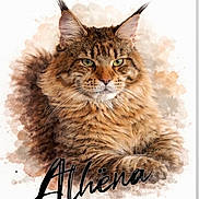Athëna participe au concours pour gagner de l'argent avec cette photo : cat, maine_coon, fluffy, long_hair, brown, tabby, portrait, watercolor, illustration, digital_art, animal, pet, feline, green_eyes, whiskers, ears, close_up, white_background, text, athena