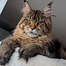Athëna participe au concours pour gagner de l'argent avec cette photo : cat, maine_coon, longhaired, tabby, fluffy, feline, pet, portrait, close_up, whiskers, ear_tufts, green_eyes, paws, brown_fur, relaxed, indoor, blanket, home, animal, photography