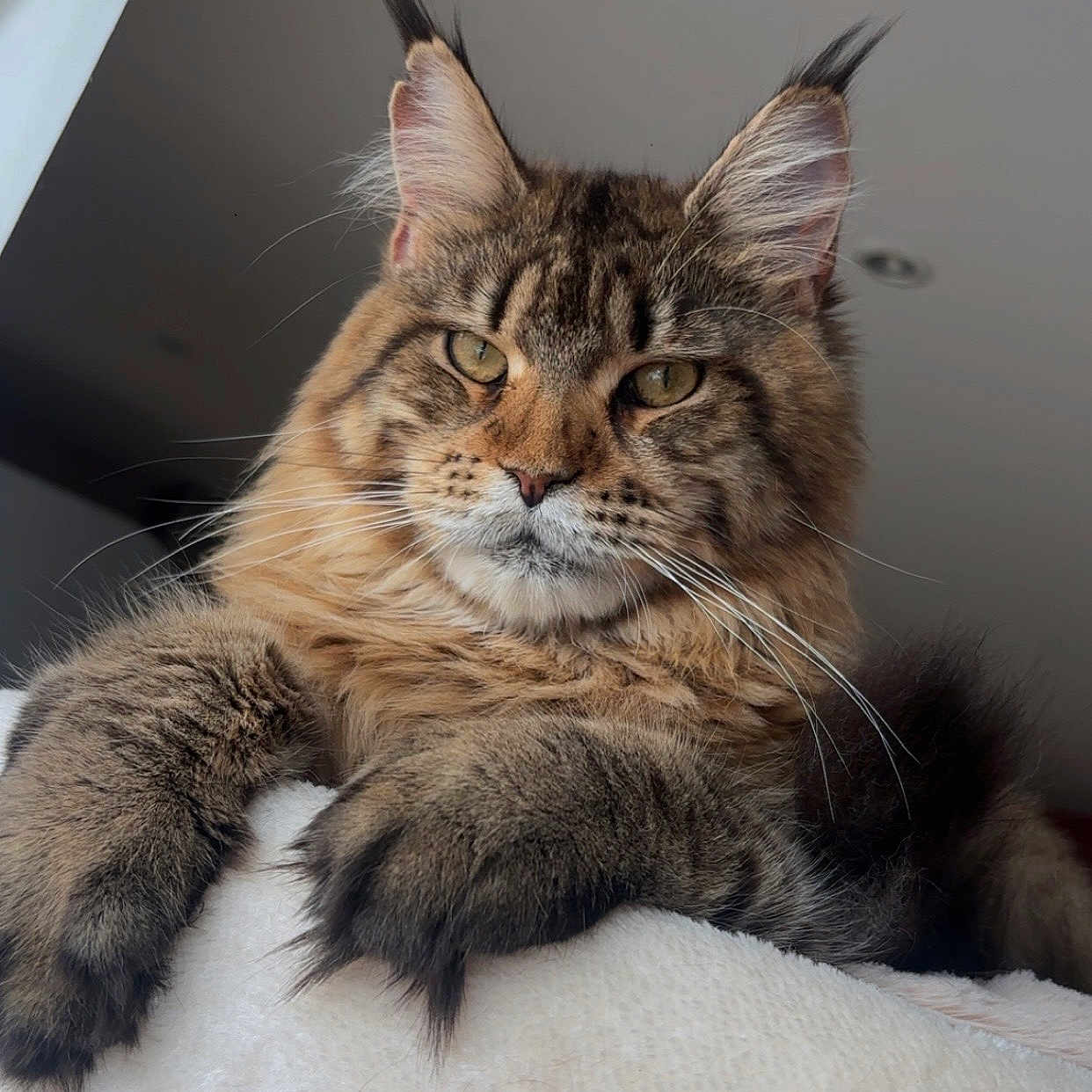 Athëna participe au concours pour gagner de l'argent avec cette photo : cat, maine_coon, longhaired, tabby, fluffy, feline, pet, portrait, close_up, whiskers, ear_tufts, green_eyes, paws, brown_fur, relaxed, indoor, blanket, home, animal, photography