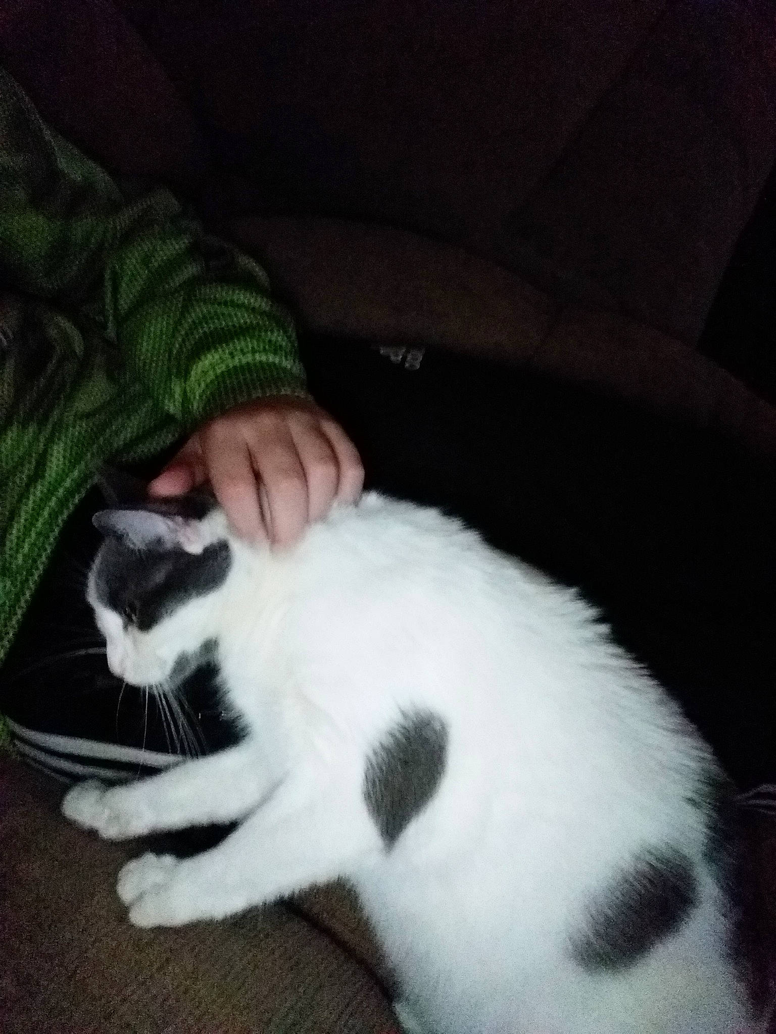 Barcelona is registered to the contest to win money with this photo: carnivore, cat, domestic_short_haired_cat, felidae, fur, kitten, leg, polydactyl_cat, small_to_medium_sized_cats, tail, whiskers