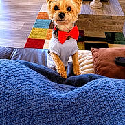 Bama joined the competition — help win amazing prizes! blue_blanket, bow_tie, brown_cushion, colorful_rug, couch, cozy, curious, cute, dog, flooring, framed_picture, furniture, home_decor, indoors, living_room, pet, plant, shirt, small_dog, wooden_coffee_table