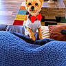 blue_blanket, bow_tie, brown_cushion, colorful_rug, couch, cozy, curious, cute, dog, flooring, framed_picture, furniture, home_decor, indoors, living_room, pet, plant, shirt, small_dog, wooden_coffee_table