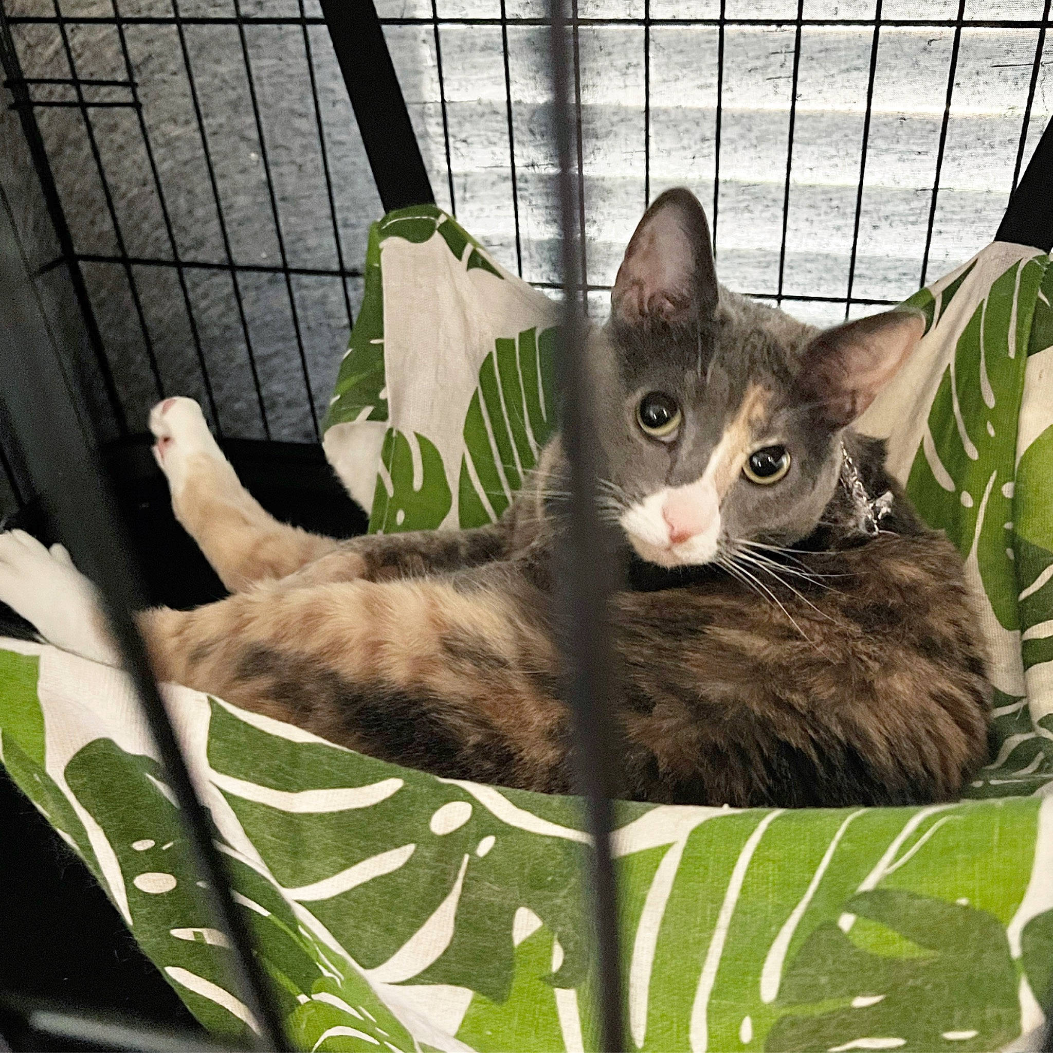 Cara joined the competition — help win amazing prizes! animal_shelter, carnivore, cat, cat_supply, comfort, domestic_short_haired_cat, felidae, flowerpot, fur, grass, paw, pet_supply, small_to_medium_sized_cats, snout, tail, whiskers, wildlife