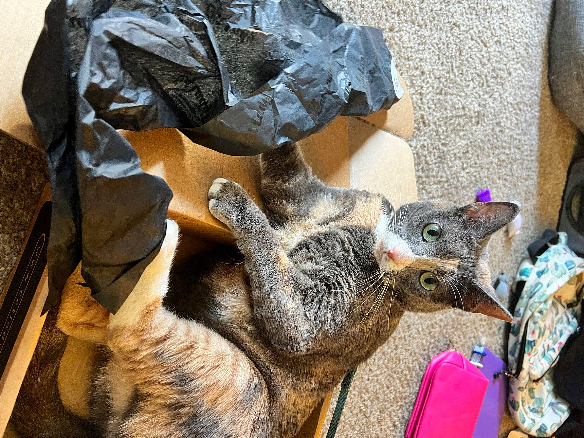 Cara joined the competition — help win amazing prizes! canidae, carnivore, claw, domestic_short_haired_cat, fawn, felidae, fur, kangaroo, macropodidae, marsupial, procyonidae, sleeve, small_to_medium_sized_cats, tail, terrestrial_animal, wallaby, whiskers, wildlife