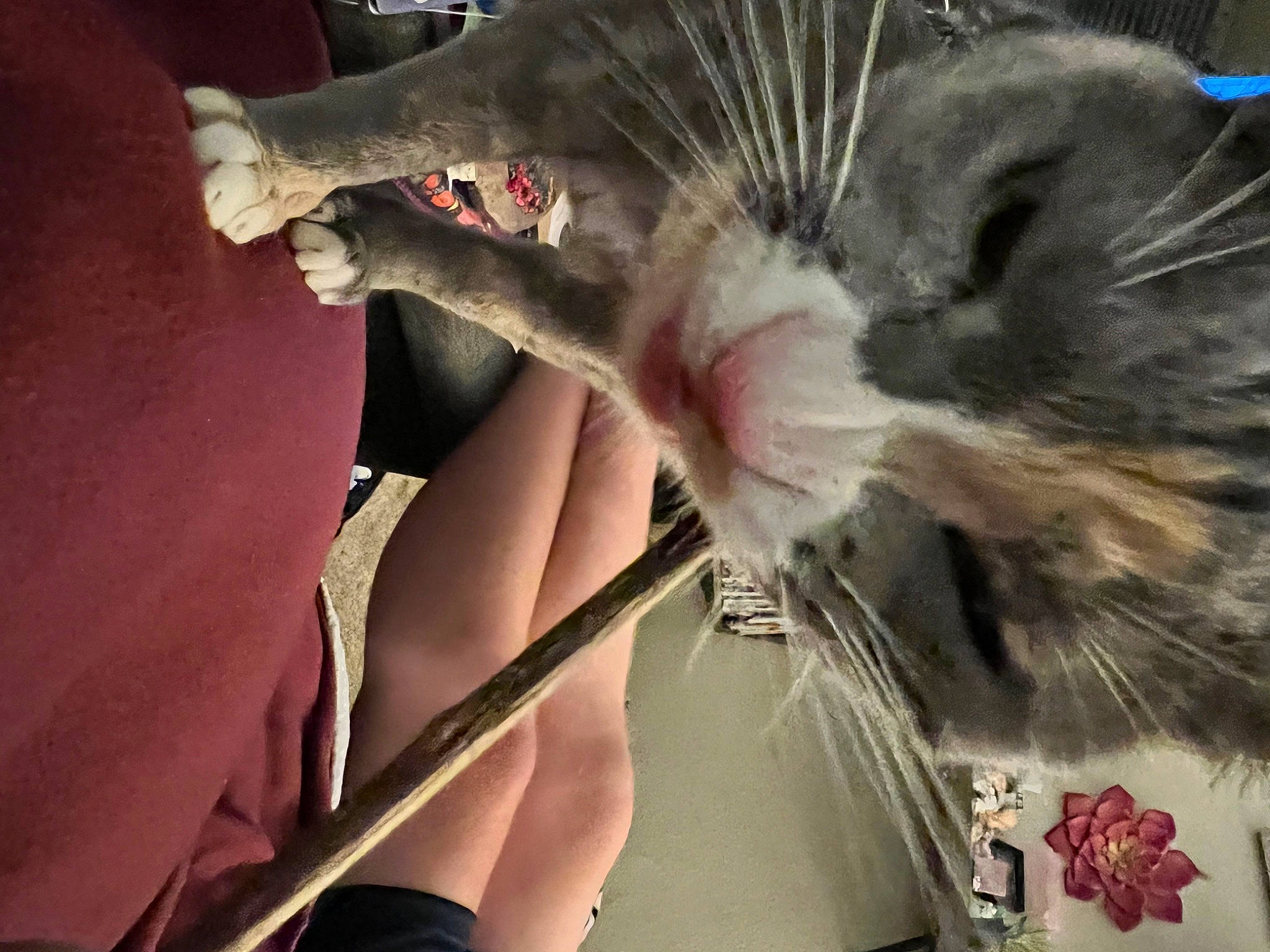 Cara joined the competition — help win amazing prizes! carnivore, cat, claw, domestic_short_haired_cat, eye, eyelash, feather, felidae, flesh, fur, hair, head, jaw, paw, small_to_medium_sized_cats, snout, sunglasses, tail, whiskers, wing