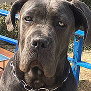 Rocky a rejoint le concours — aidez-le/la à gagner de superbes lots ! animal, blue_fence, canine, chain_collar, close_up, collar, dog, ears, eyes, face, fur, garden, gray_dog, leisure, metal, nature, outdoor, pet, portrait, sunlight