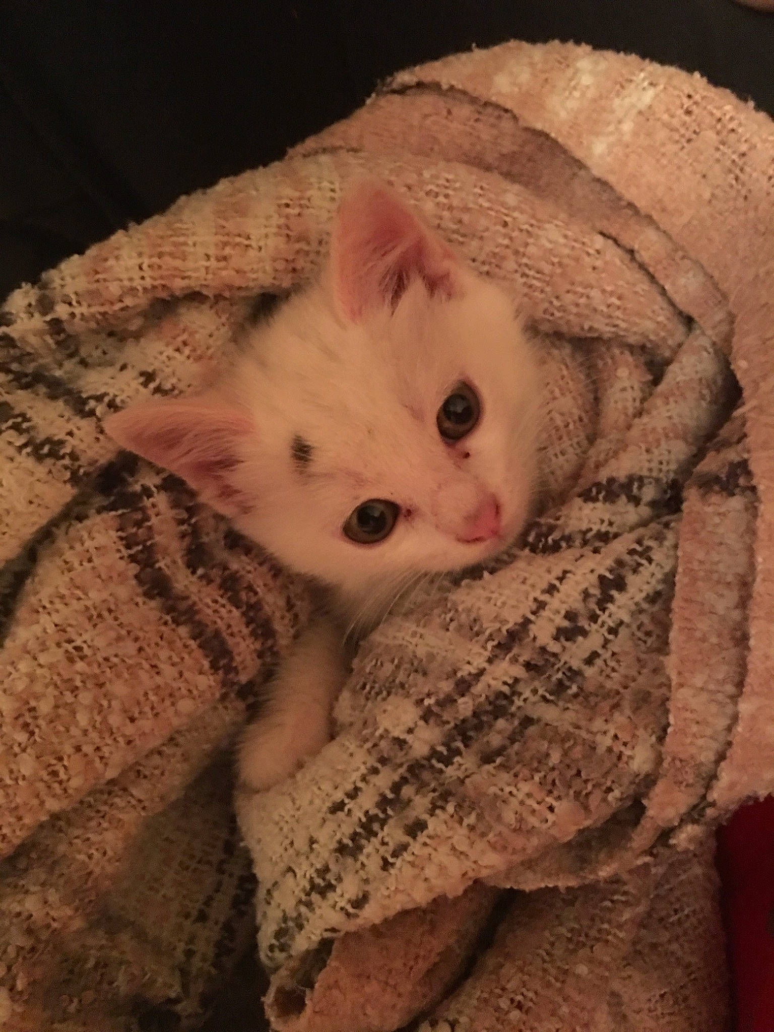 Moa participe au concours pour gagner de l'argent avec cette photo : carnivore, cat, ear, eye, fawn, felidae, fur, kitten, nose, skin, small_to_medium_sized_cats, snout, whiskers