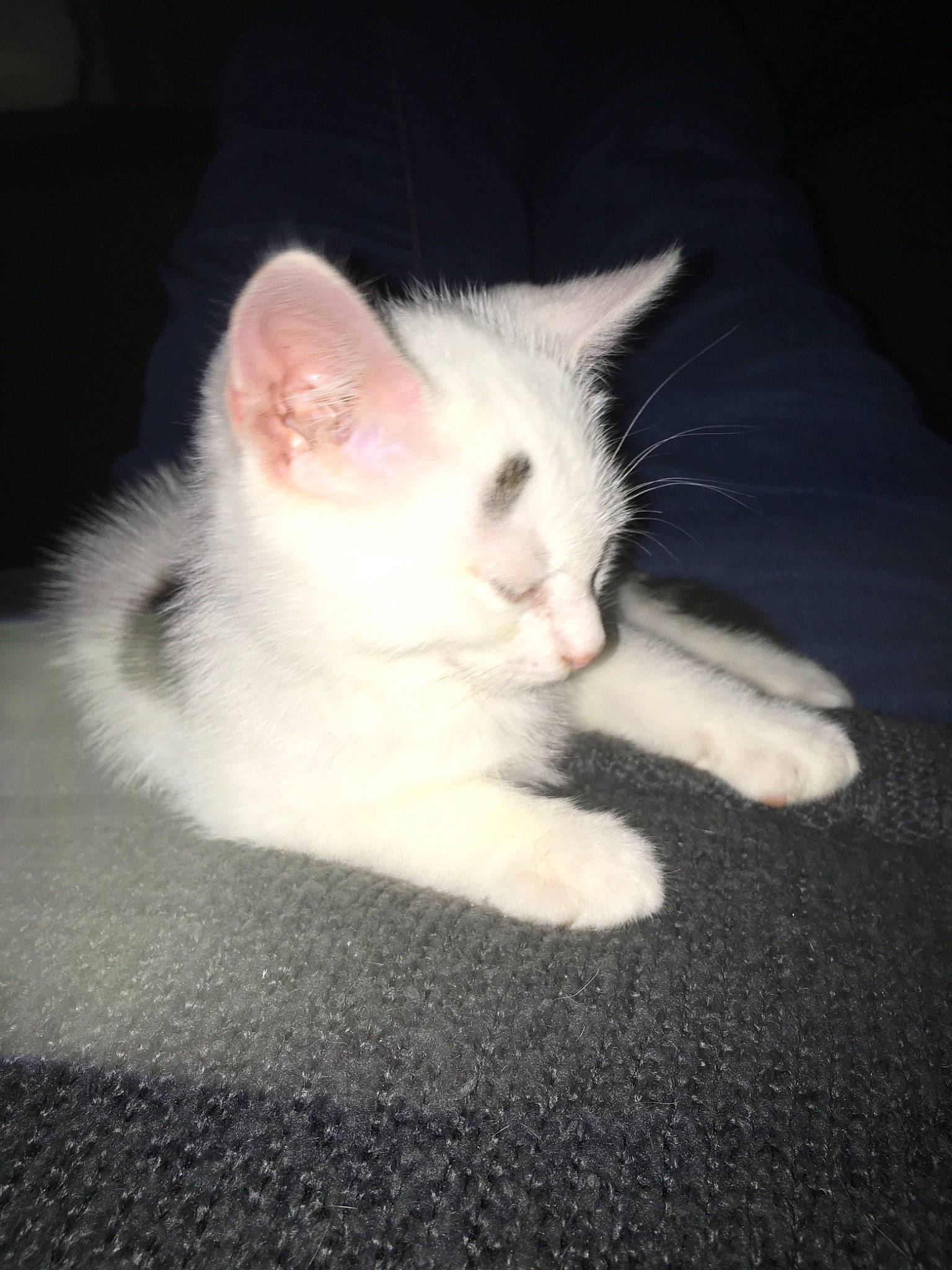 Moa a rejoint le concours — aidez-le/la à gagner de superbes lots ! carnivore, cat, domestic_short_haired_cat, ear, eye, felidae, fur, khao_manee, kitten, mammal, nose, ojos_azules, polydactyl_cat, ragdoll, skin, small_to_medium_sized_cats, turkish_angora, turkish_van, vertebrate, whiskers