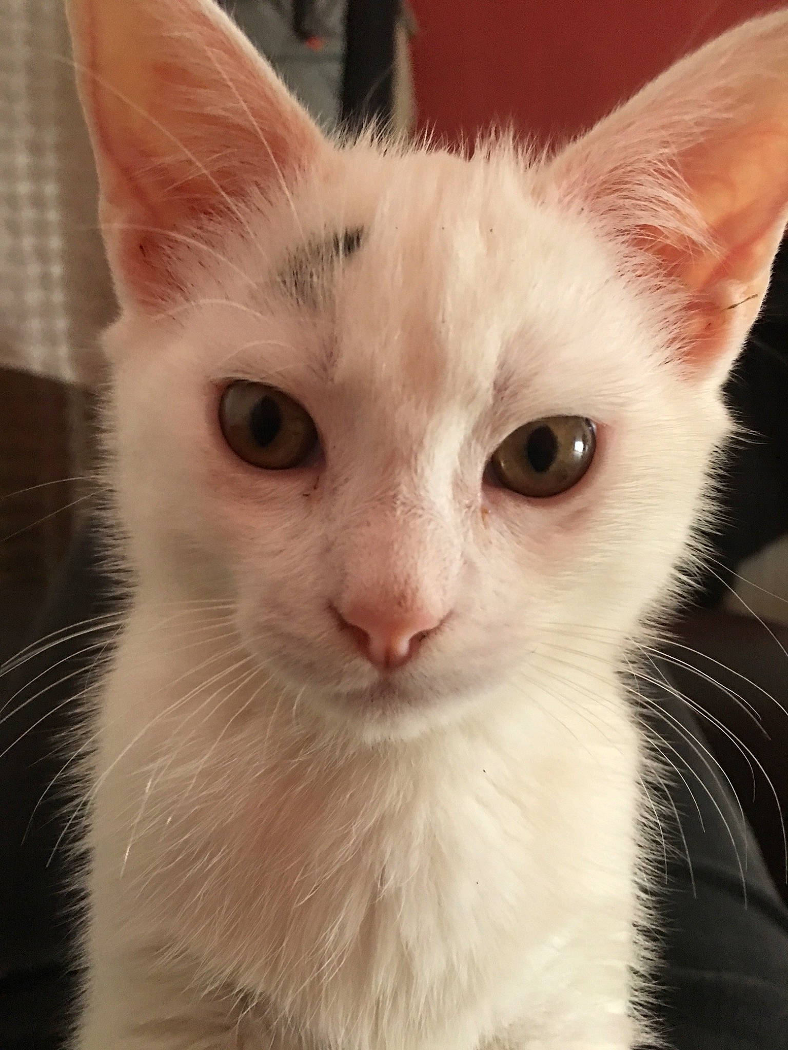 Moa participe au concours pour gagner de l'argent avec cette photo : asian, burmilla, carnivore, cat, close_up, colorpoint_shorthair, eye, felidae, german_rex, javanese, khao_manee, kitten, mammal, oriental_longhair, small_to_medium_sized_cats, snout, turkish_angora, turkish_van, vertebrate, whiskers