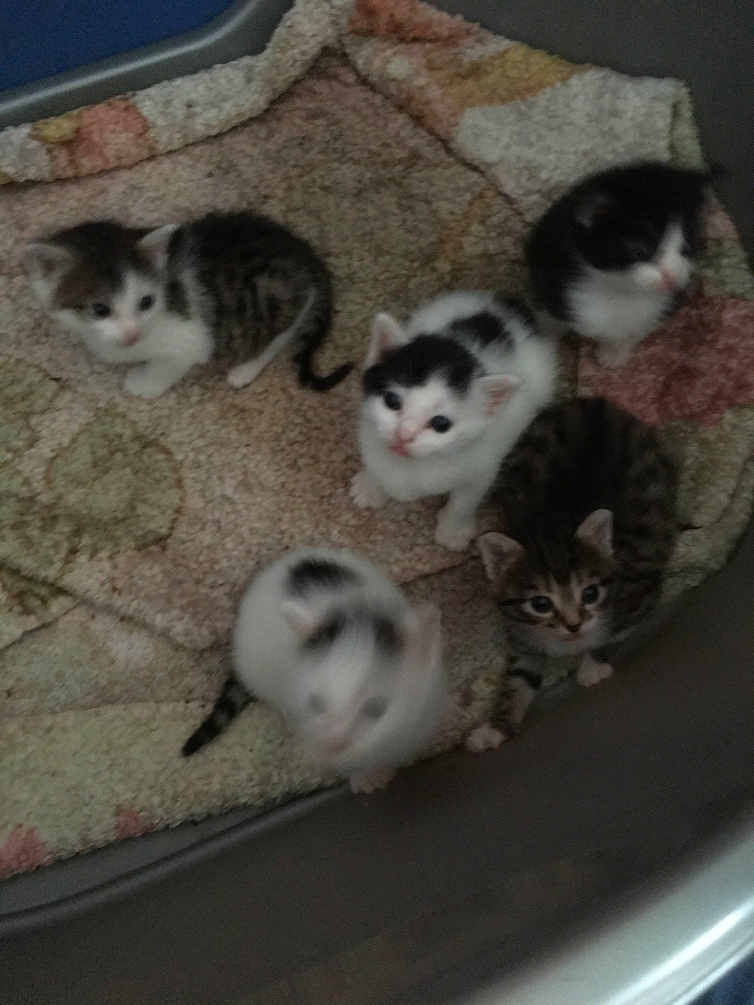 Bebes De Oona participe au concours pour gagner de l'argent avec cette photo : american_shorthair, american_wirehair, asian, carnivore, cat, domestic_short_haired_cat, european_shorthair, felidae, kitten, mammal, norwegian_forest_cat, polydactyl_cat, scottish_fold, small_to_medium_sized_cats, tabby_cat, tail, vertebrate, whiskers