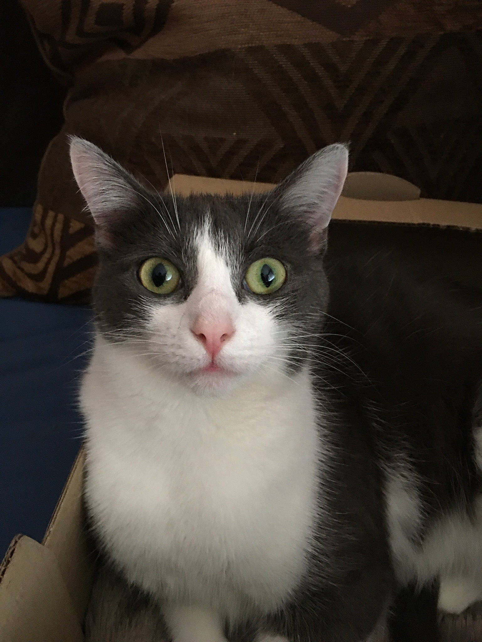 Bebes De Oona a rejoint le concours — aidez-le/la à gagner de superbes lots ! aegean_cat, american_wirehair, asian, asian_semi_longhair, carnivore, cat, domestic_long_haired_cat, domestic_short_haired_cat, european_shorthair, eye, felidae, fur, kitten, mammal, norwegian_forest_cat, polydactyl_cat, small_to_medium_sized_cats, snout, vertebrate, whiskers