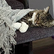 Skittles joined the competition — help win amazing prizes! cat, tabby, sleeping, blanket, fringe, chair, indoor, cozy, relaxation, pet, fur, paw, cushion, rest, comfort, animal, domestic, feline, peaceful, nap