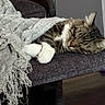 cat, tabby, sleeping, blanket, fringe, chair, indoor, cozy, relaxation, pet, fur, paw, cushion, rest, comfort, animal, domestic, feline, peaceful, nap