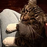 Skittles is registered to the contest to win money with this photo: cat, tabby, white_paws, pet, animal, resting, lap, indoor, cozy, sleepy, feline, whiskers, ears, fur, closeup, domestic_animal, relaxing, person, clothing, jeans