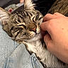 Skittles joined the competition — help win amazing prizes! cat, tabby_cat, pet, animal, hand, human, denim, fabric, scratch, closeup, fur, whiskers, relaxation, comfort, indoor, cute, sleeping, face, nose, ear
