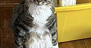 Skittles joined the competition — help win amazing prizes! cat, tabby_cat, white_paws, white_chest, wooden_floor, yellow_bin, white_boots, indoor, pet, feline, sitting, fur, animal, domestic, cute, relaxed, household, quiet, still_life, cozy