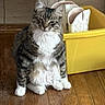 cat, tabby_cat, white_paws, white_chest, wooden_floor, yellow_bin, white_boots, indoor, pet, feline, sitting, fur, animal, domestic, cute, relaxed, household, quiet, still_life, cozy