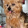 dog, small_dog, tongue_out, scruffy, fur, ears, kitchen, utensils, glass, countertop, pet, animal, cute, indoor, table, muzzle, brown_fur, expression, domestic, companion