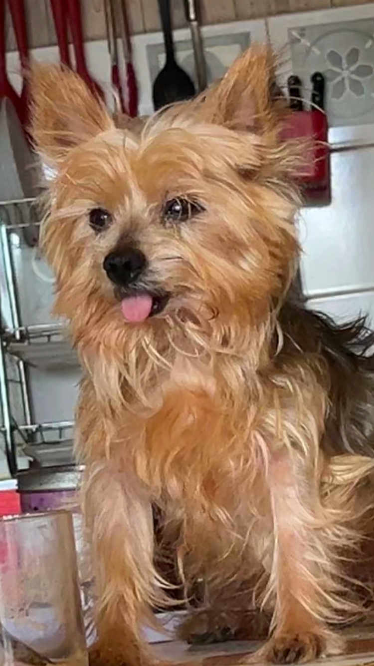 Kiki participe au concours pour gagner de l'argent avec cette photo : dog, small_dog, tongue_out, scruffy, fur, ears, kitchen, utensils, glass, countertop, pet, animal, cute, indoor, table, muzzle, brown_fur, expression, domestic, companion