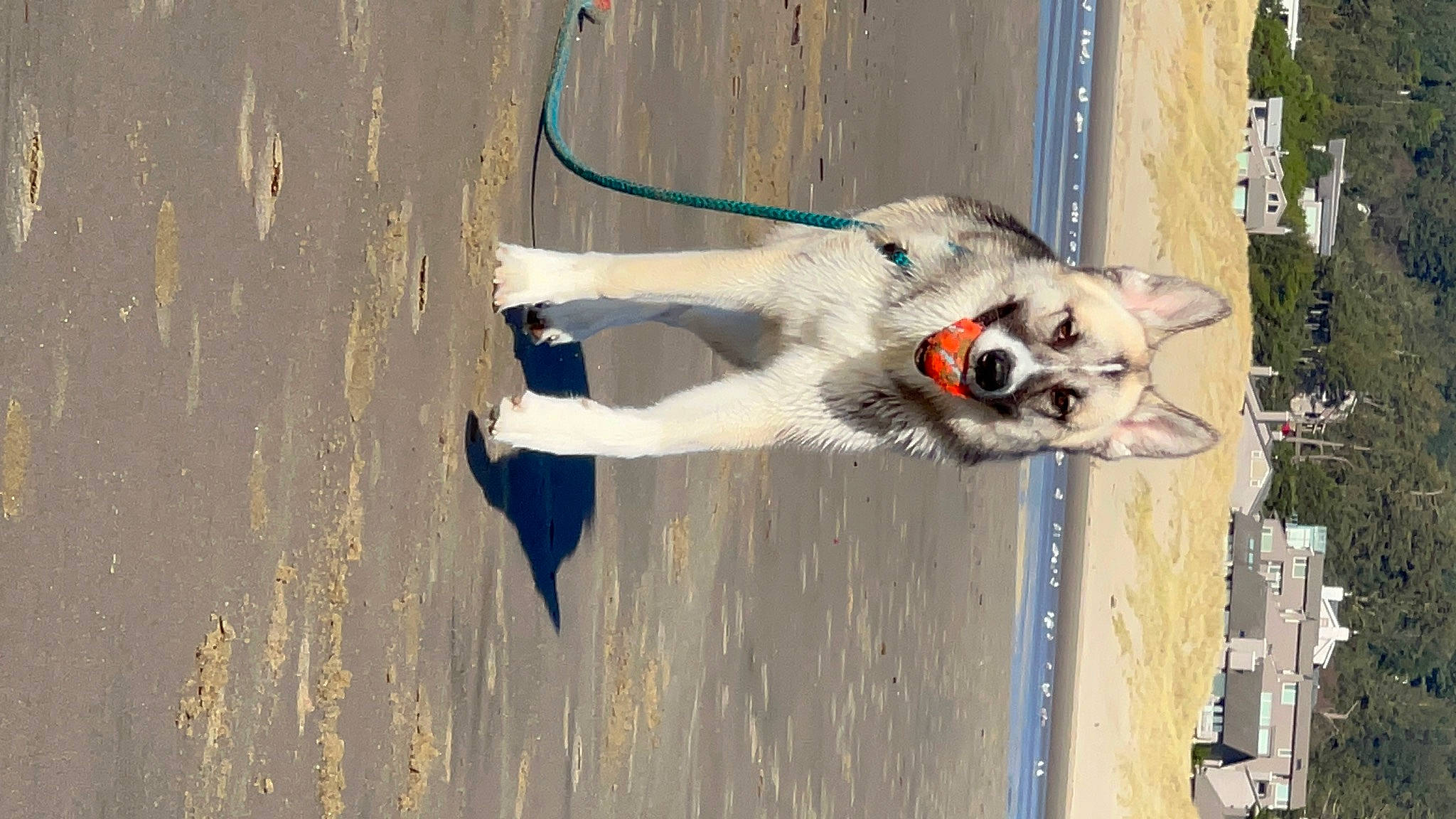 Kenobi joined the competition — help win amazing prizes! canidae, carnivore, collar, dog, dog_breed, dog_supply, fawn, fur, shadow, snout, sporting_group, tail, water, wood, working_animal