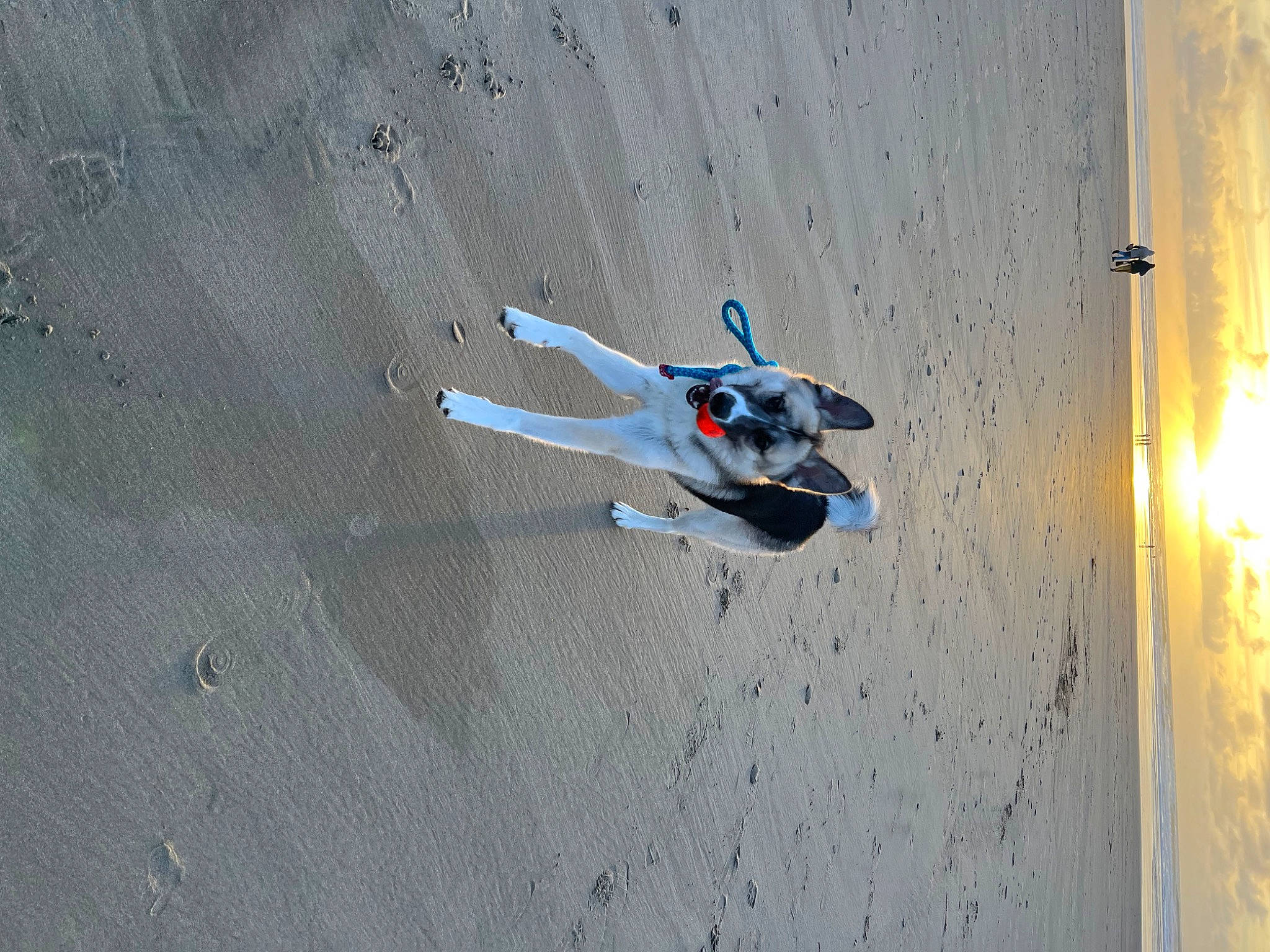 Kenobi joined the competition — help win amazing prizes! air_travel, aircraft, aviation, beach, carmine, concrete, dog, door, electric_blue, extreme_sport, flight, general_aviation, grey, monoplane, propeller, recreation, shadow, water, wing, wood