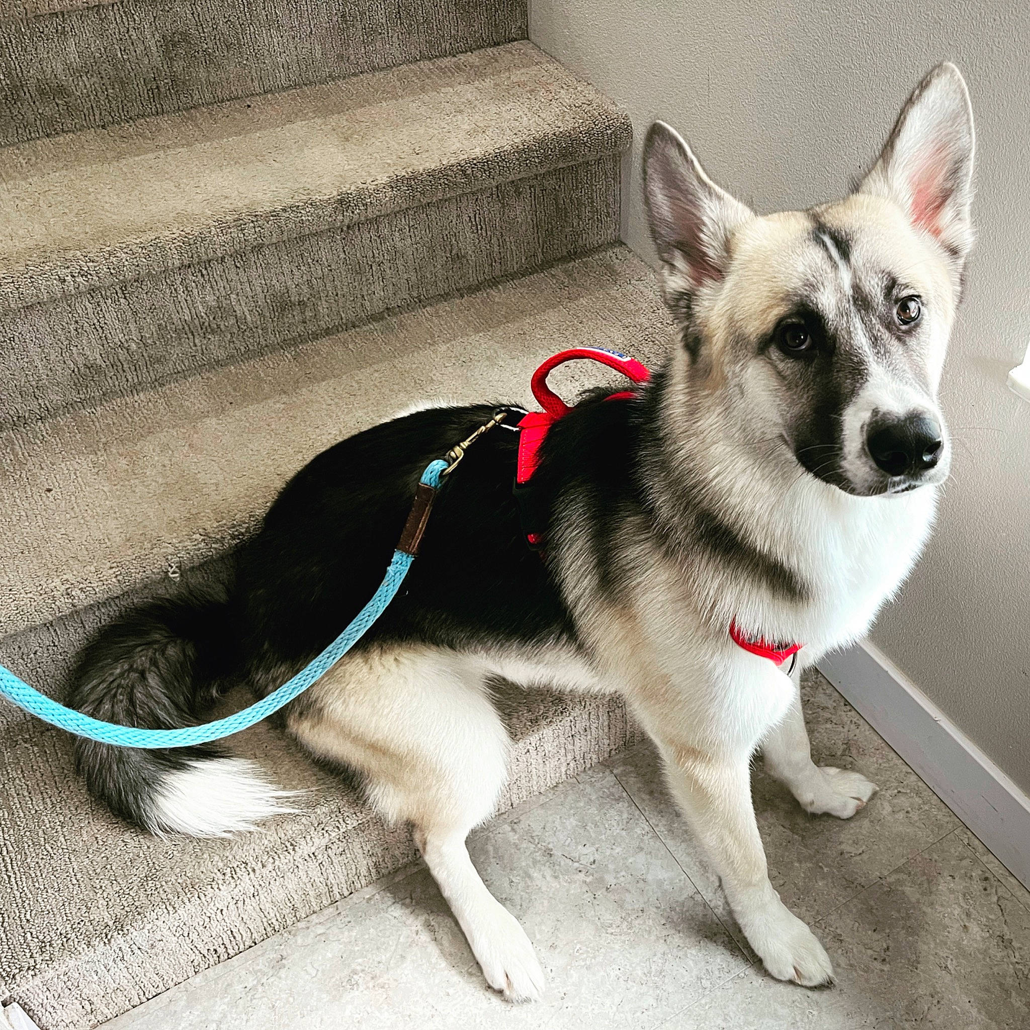 Kenobi joined the competition — help win amazing prizes! ancient_dog_breeds, canidae, carnivore, collar, companion_dog, dog, dog_breed, dog_supply, fur, grey, leash, non_sporting_group, pet_supply, snout, sporting_group, tail, terrestrial_animal, whiskers, working_animal, working_dog