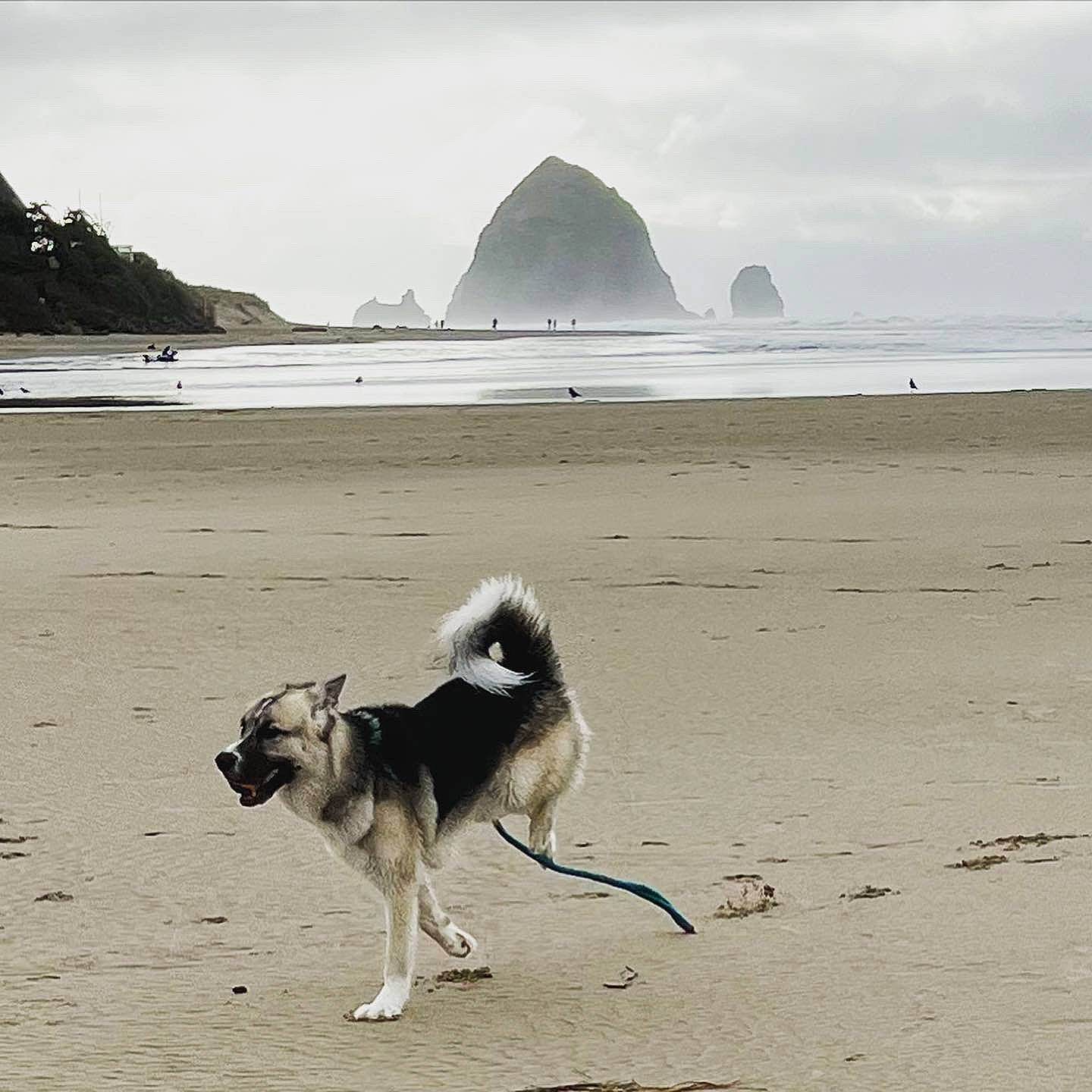 Kenobi is registered to the contest to win money with this photo: beach, body_of_water, carnivore, cloud, coast, coastal_and_oceanic_landforms, companion_dog, dog, dog_breed, fawn, horizon, landscape, ocean, sand, shore, sky, water, wave, wind_wave, working_animal
