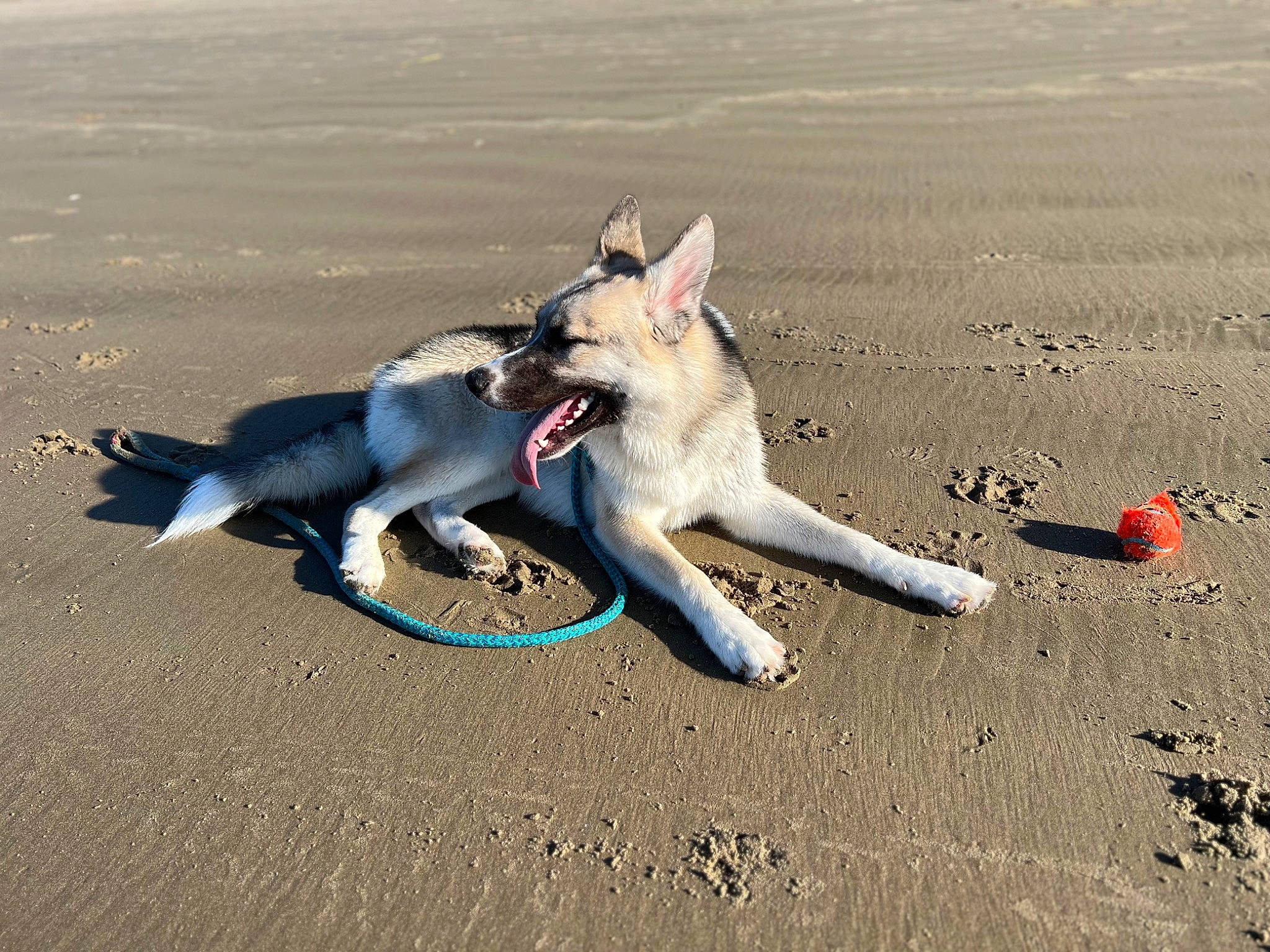 Kenobi is registered to the contest to win money with this photo: beach, canidae, carmine, carnivore, collar, companion_dog, dog, dog_breed, landscape, non_sporting_group, paw, pet_supply, sand, shadow, soil, sporting_group, tail, terrestrial_animal, working_dog