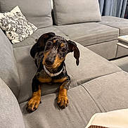 Sissy a rejoint le concours — aidez-le/la à gagner de superbes lots ! animal, couch, cozy, curious, cute, dachshund, dog, domestic, ears, fur, gray, home, indoor, living_room, looking, paws, pearl_necklace, pet, puppy, sofa