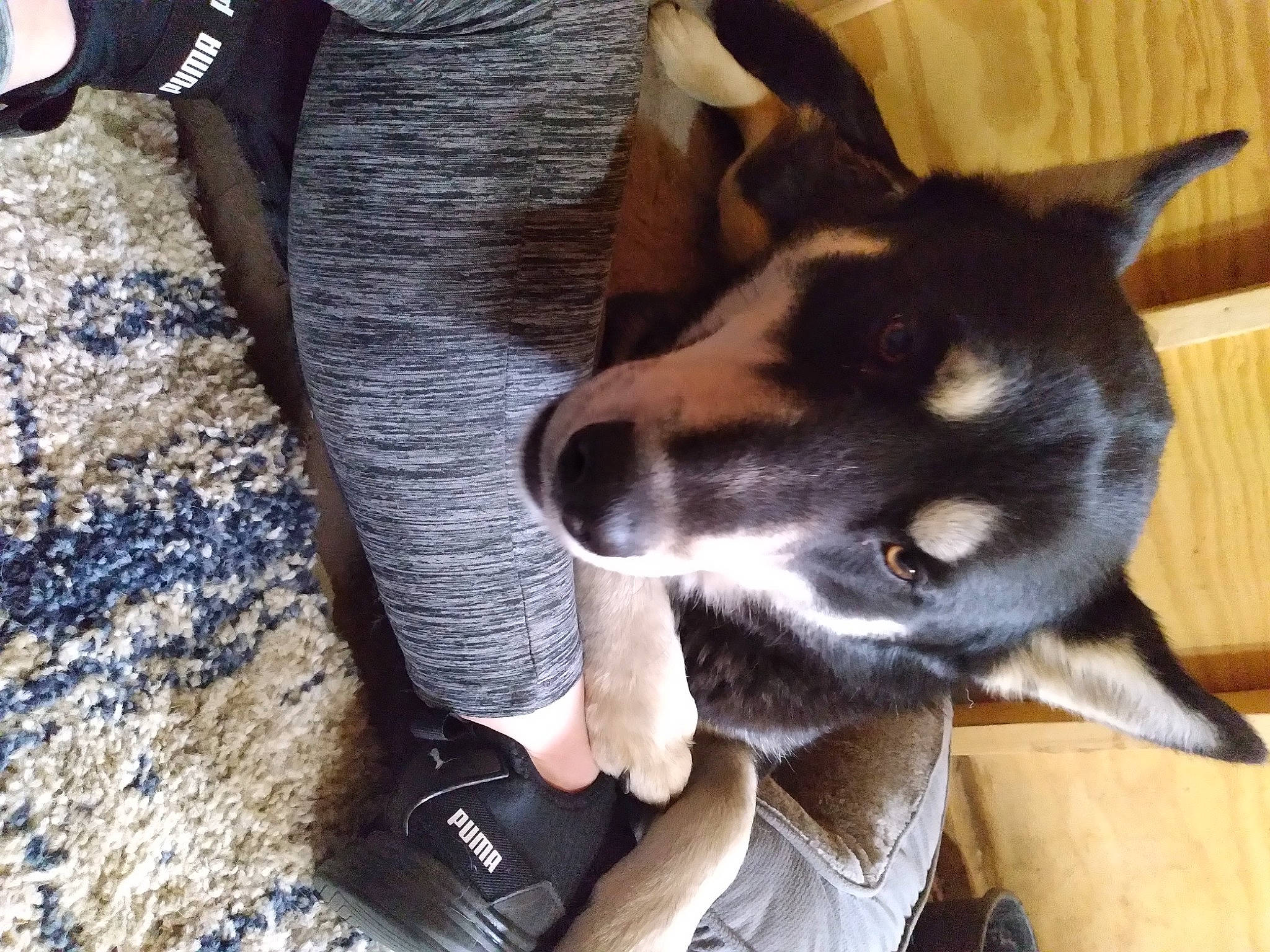 Blaze joined the competition — help win amazing prizes! basenji, carnivore, companion_dog, dog, dog_breed, fur, herding_dog, paw, whiskers, working_animal, working_dog